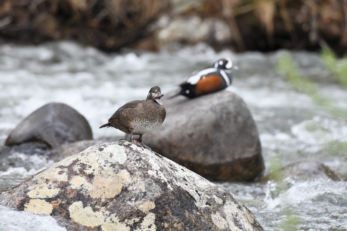 Harlequin Duck - ML580960651