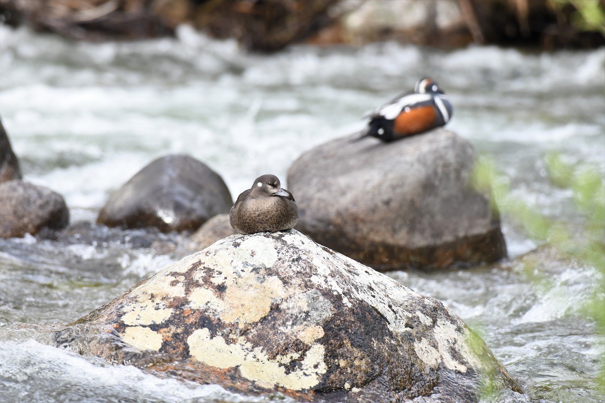 Harlequin Duck - ML580960661