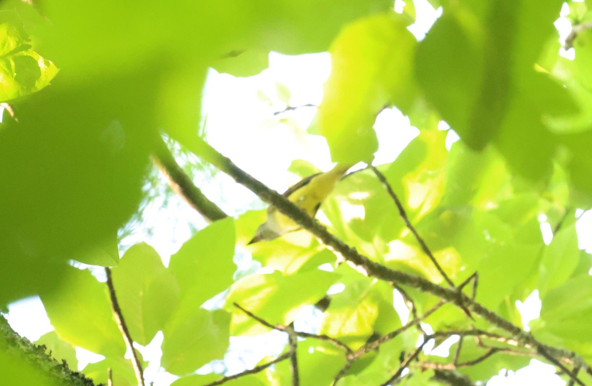 Great Crested Flycatcher - Sarah Morris