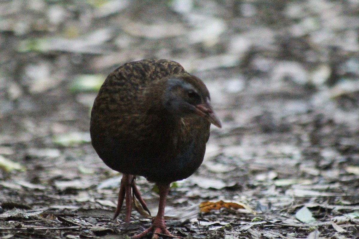 Rascón Weka - ML580961521