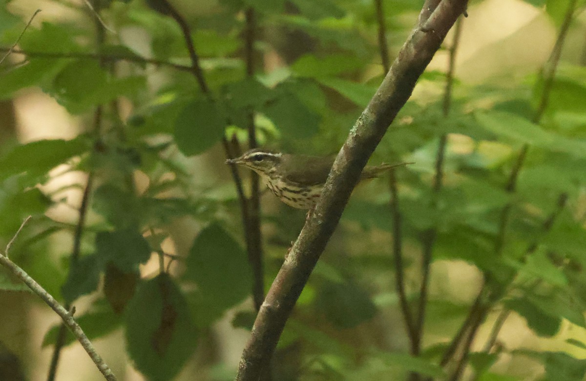 Louisiana Waterthrush - Sarah Morris