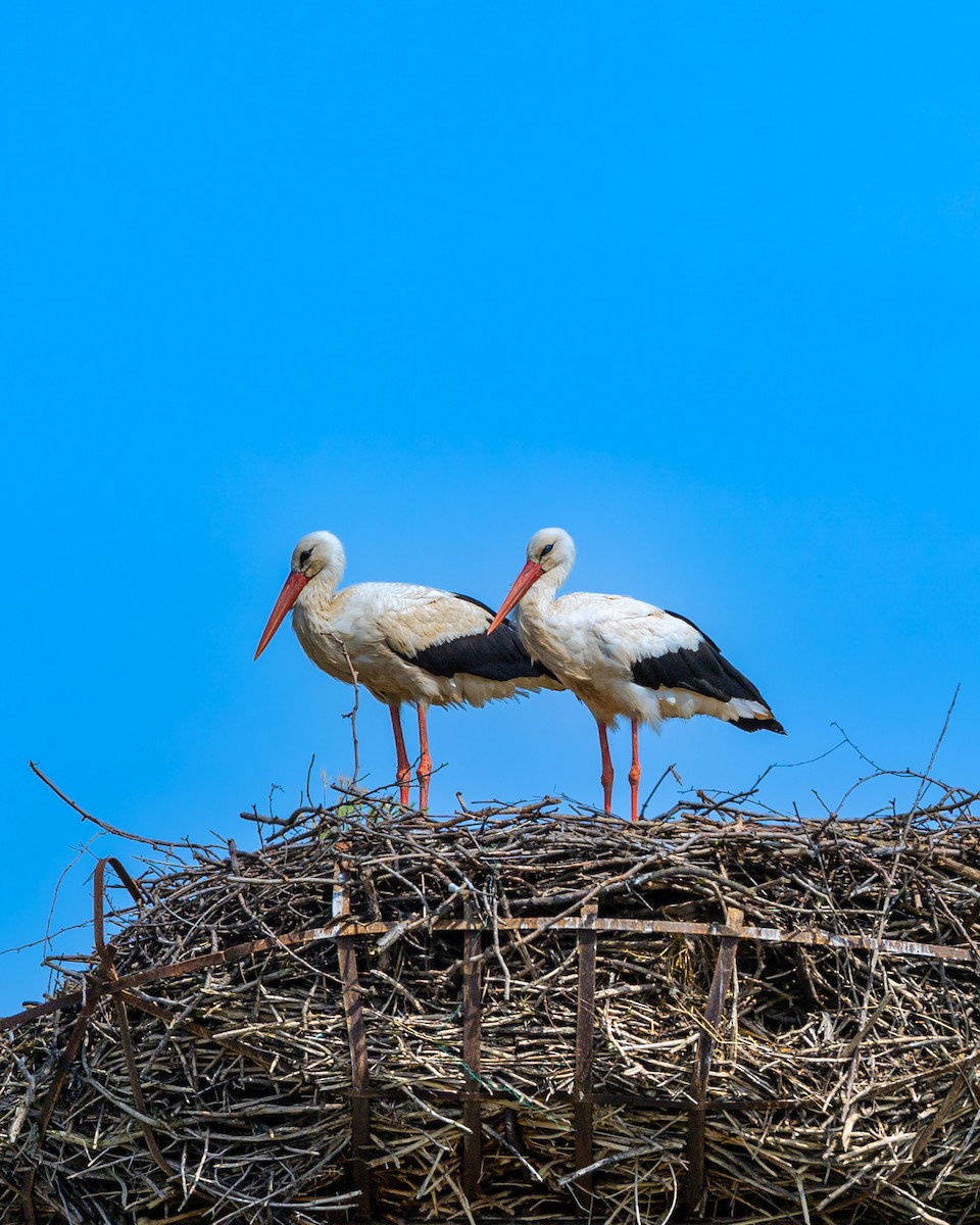 White Stork - ML580962111