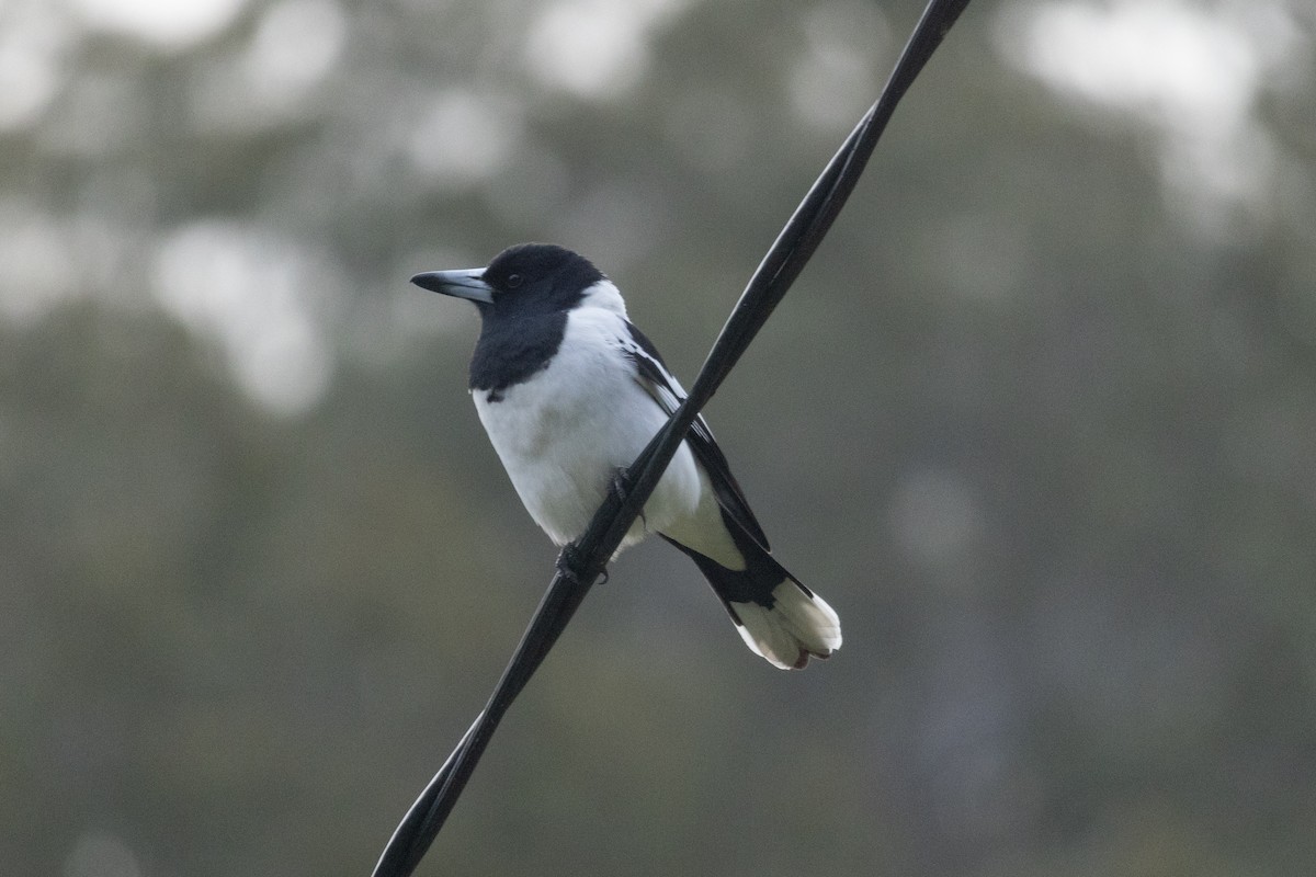 Pied Butcherbird - ML580964241