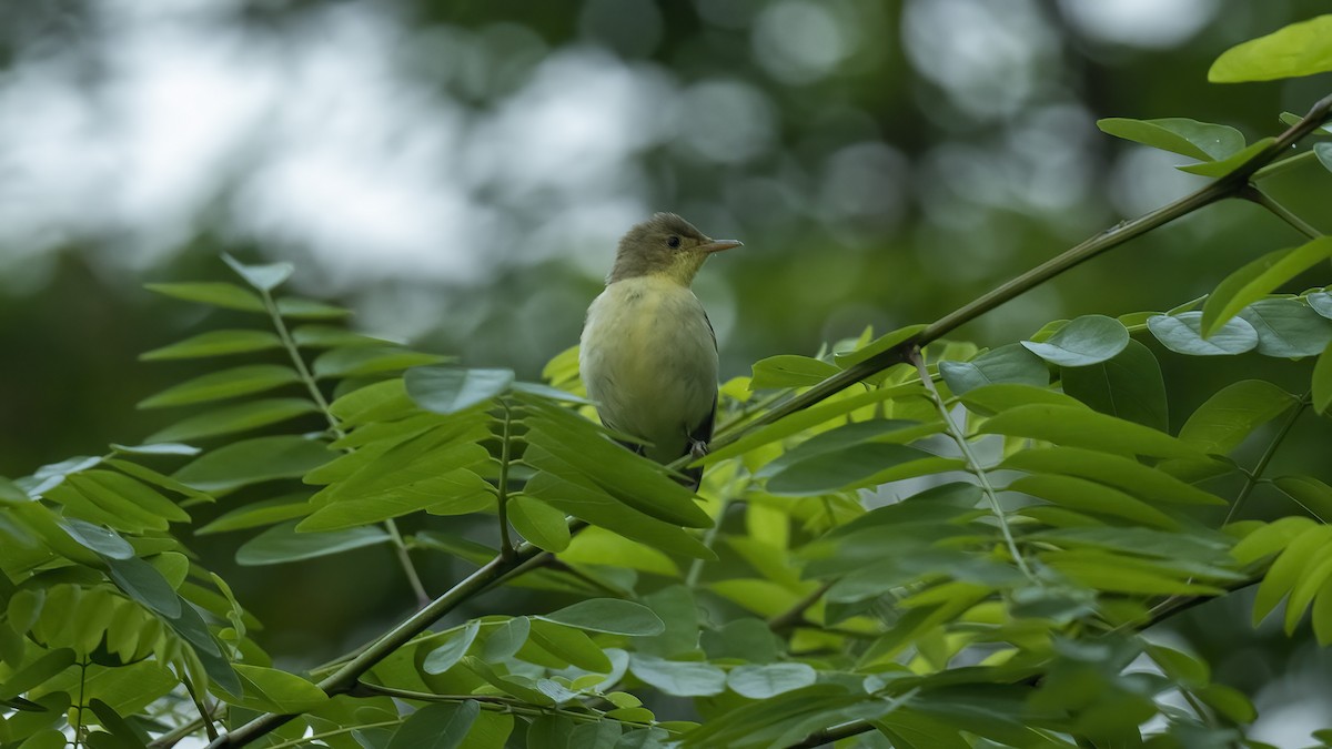 Icterine Warbler - Ogün Aydin