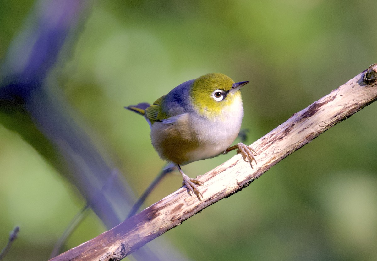 Silvereye - ML580965271
