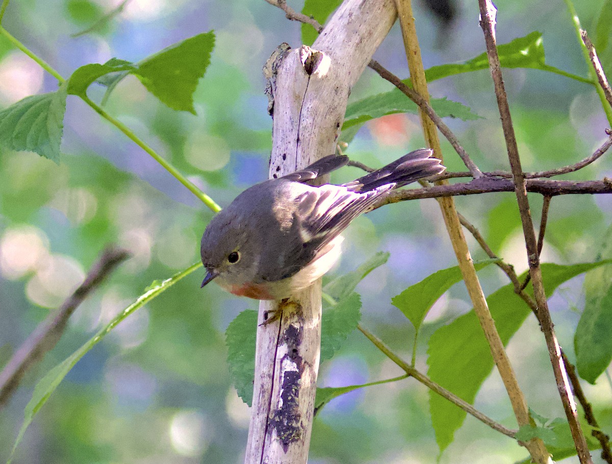 Rose Robin - ML580965291