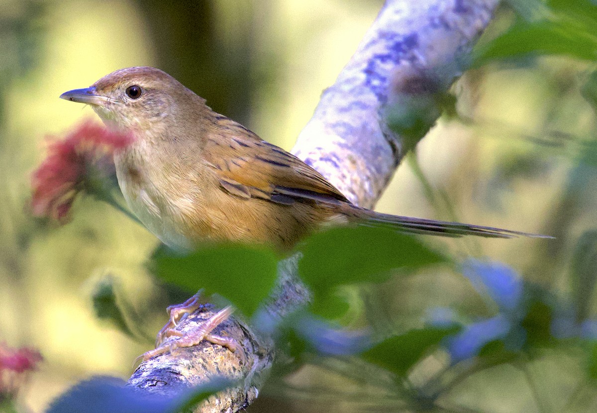 Tawny Grassbird - ML580965311