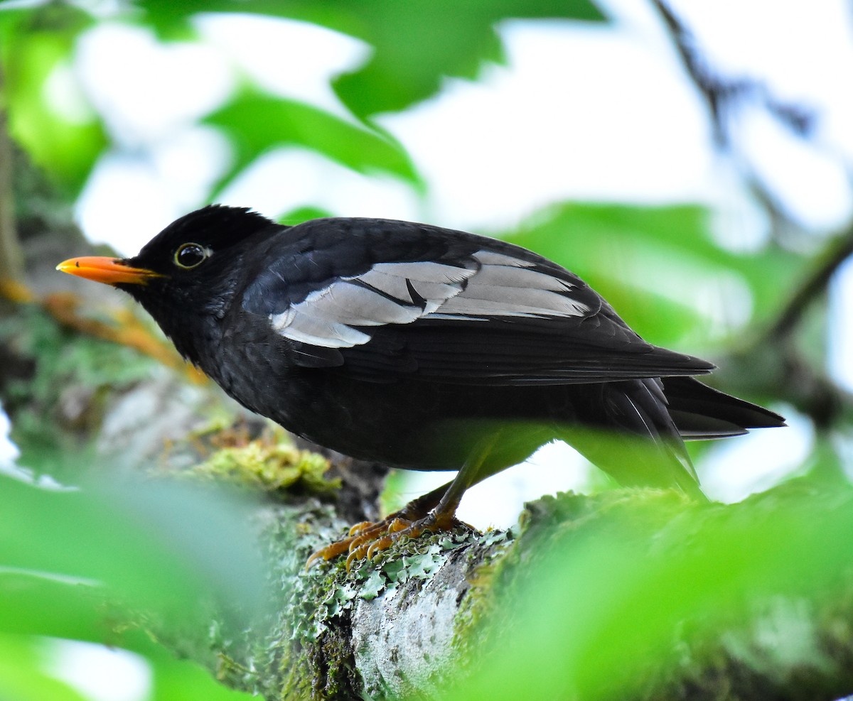 Gray-winged Blackbird - ML580965531