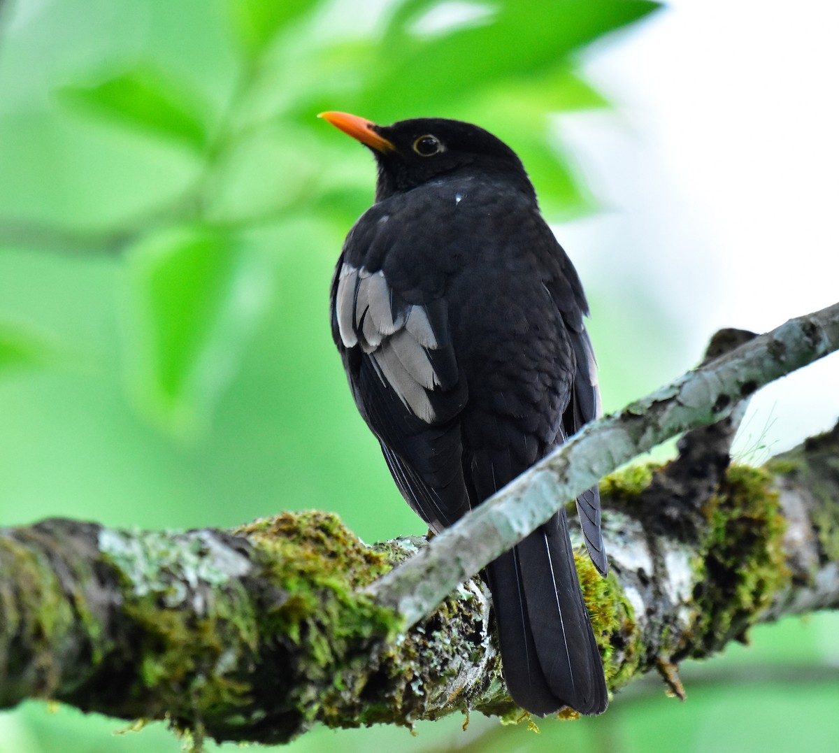 Gray-winged Blackbird - ML580965551