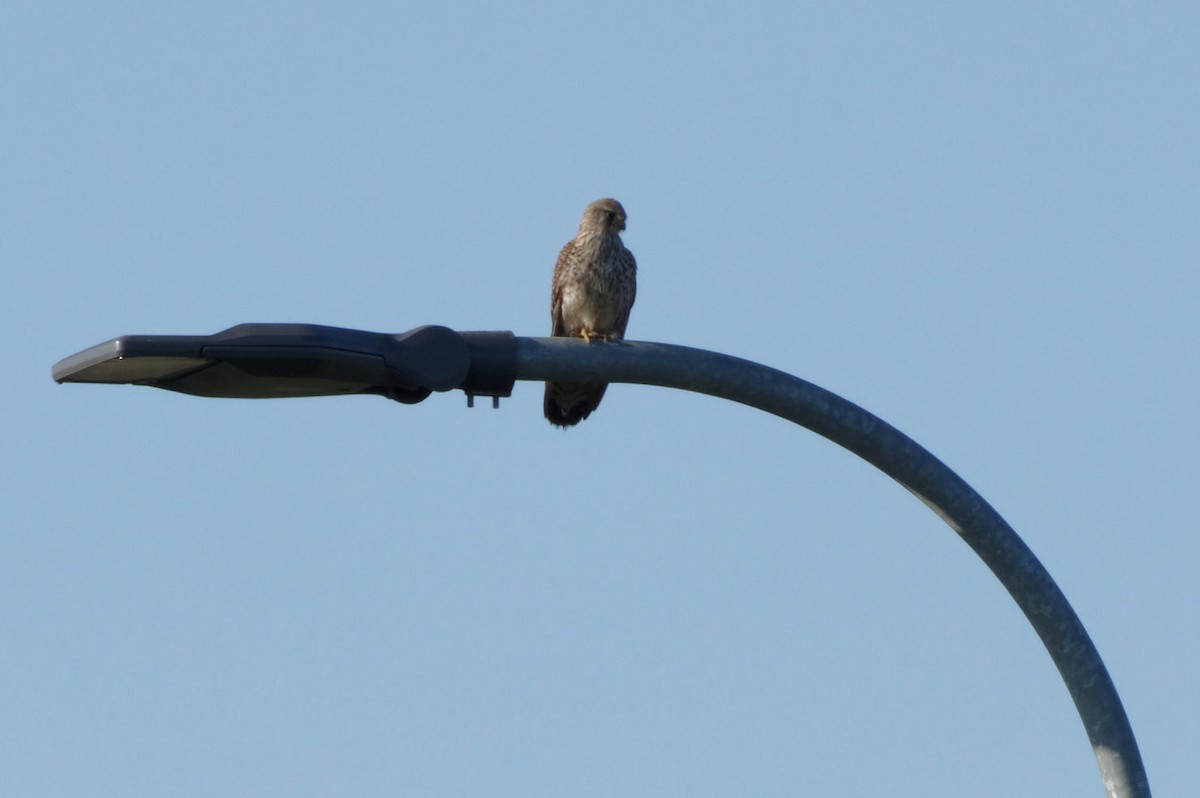 Eurasian Kestrel - ML580965971