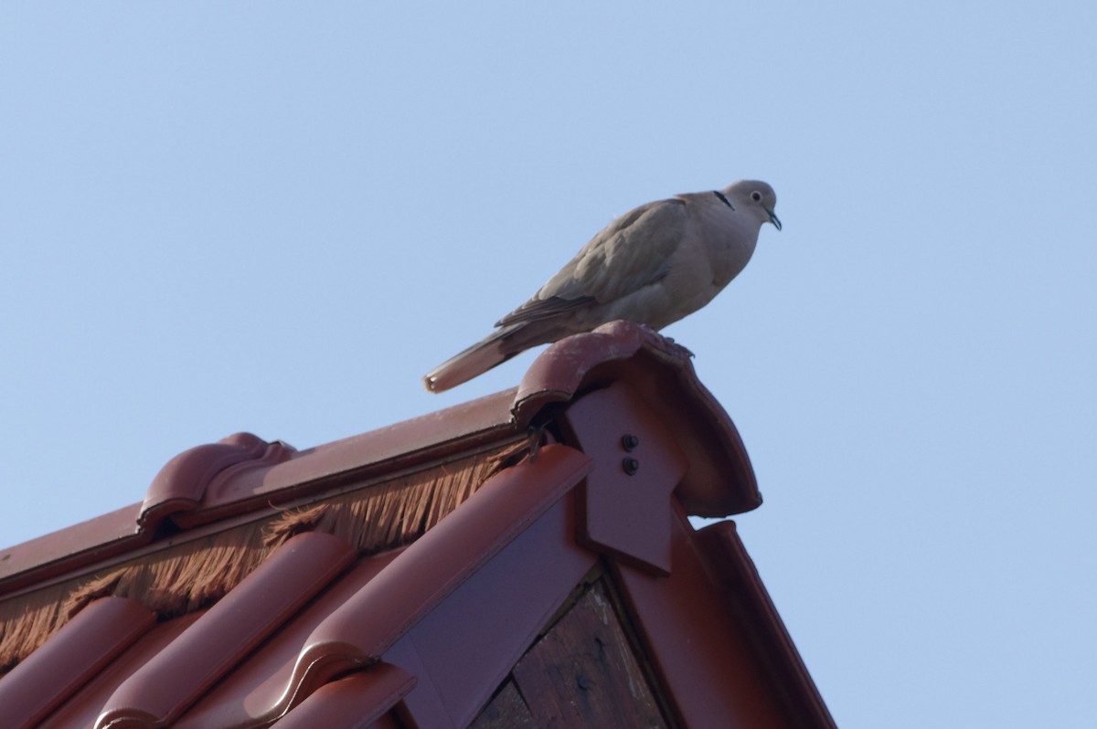 Eurasian Collared-Dove - ML580966131