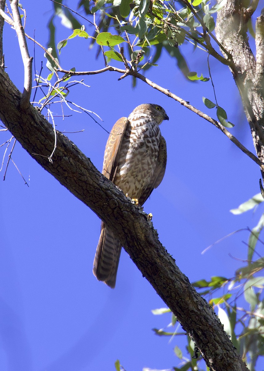 Collared Sparrowhawk - ML580966241