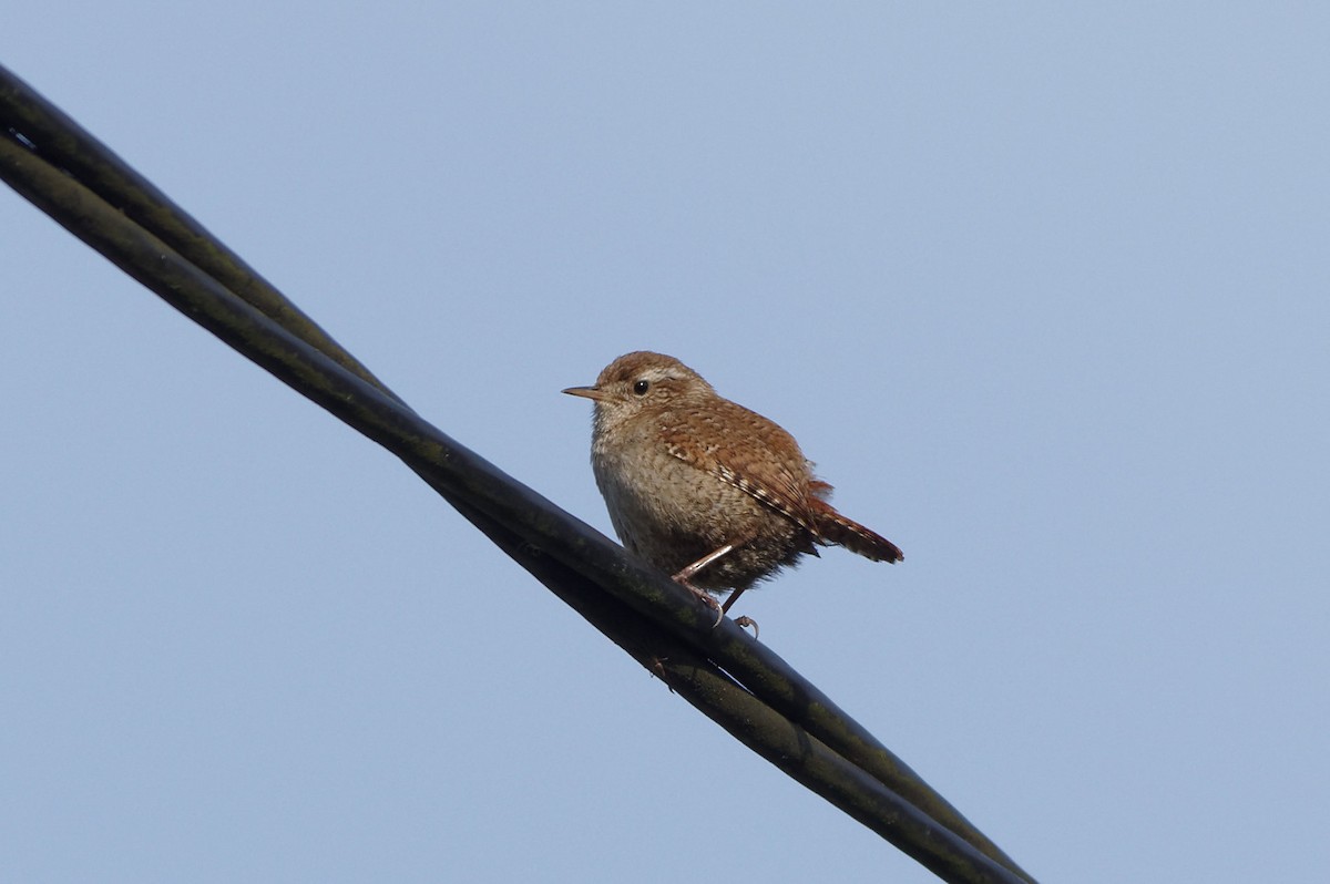 Eurasian Wren - ML580966251