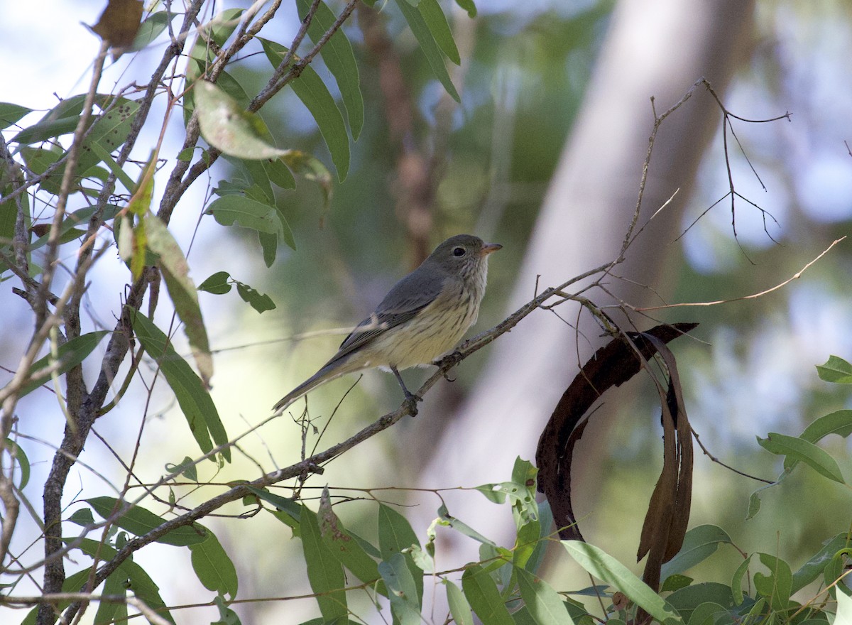 Rufous Whistler - ML580966381