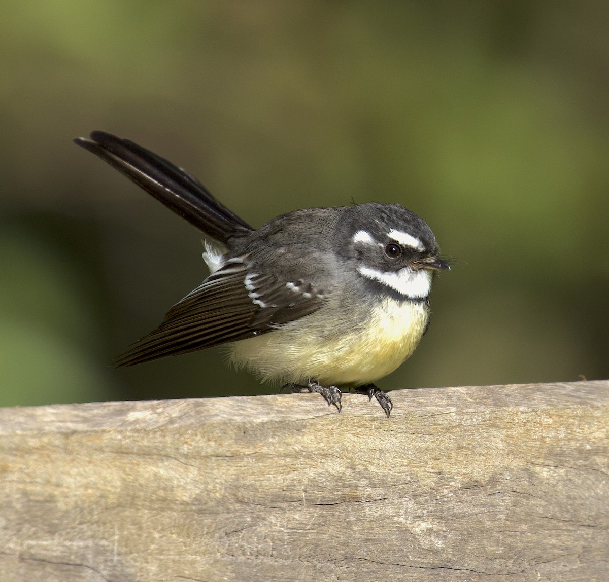 Gray Fantail - ML580966401