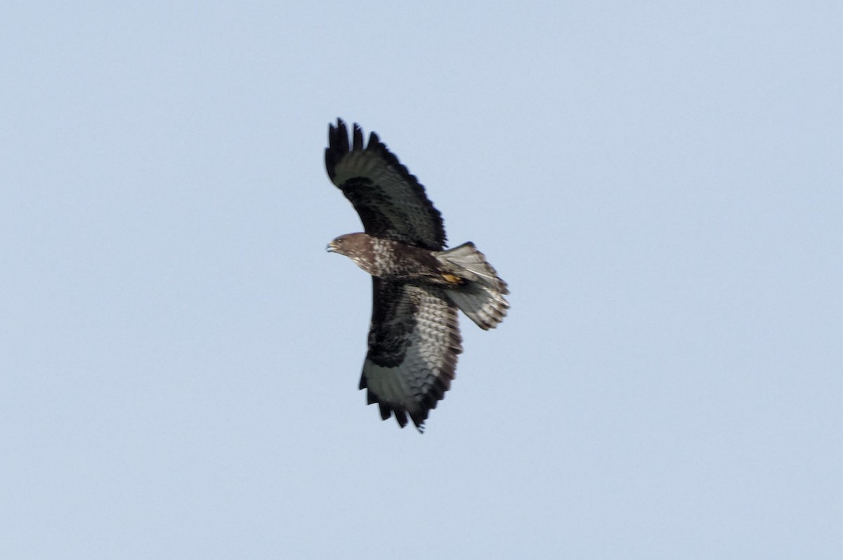 Common Buzzard - ML580966411