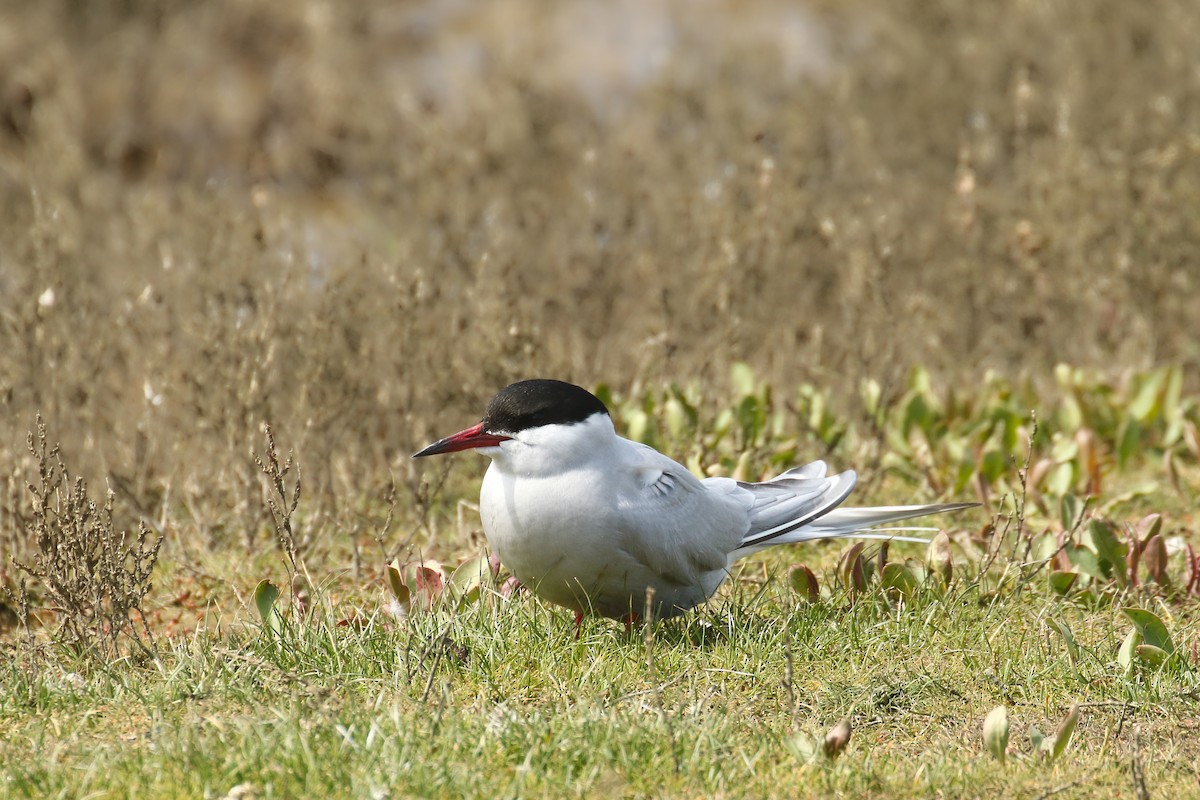 Common Tern - ML580966841