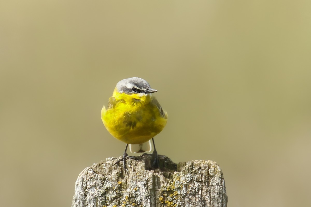 Western Yellow Wagtail - ML580966901