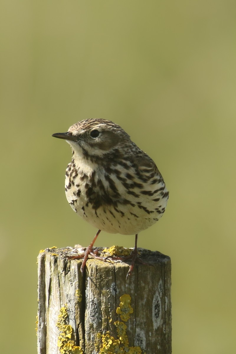 Meadow Pipit - ML580966941