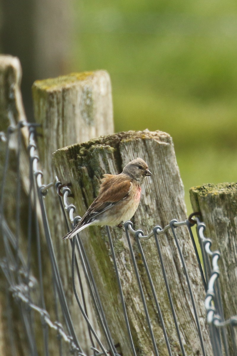 Eurasian Linnet - ML580966971