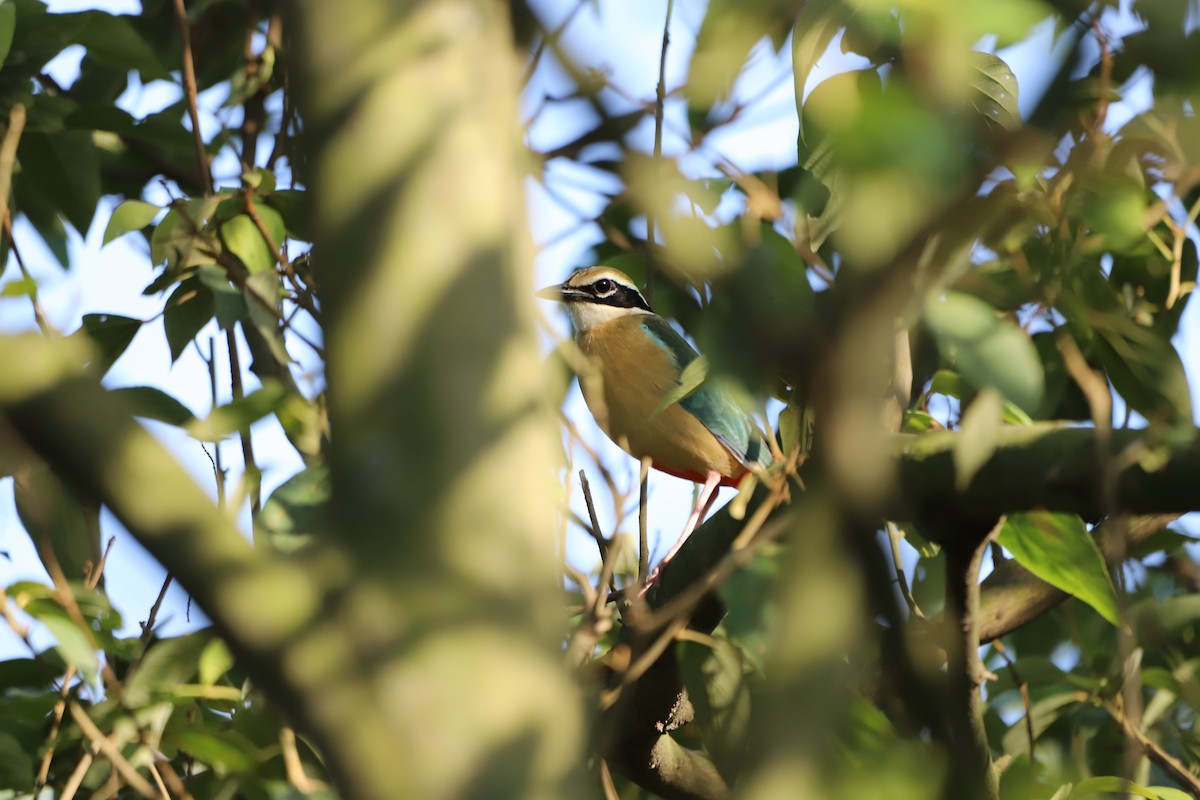 Indian Pitta - Muzaffar A Kichloo