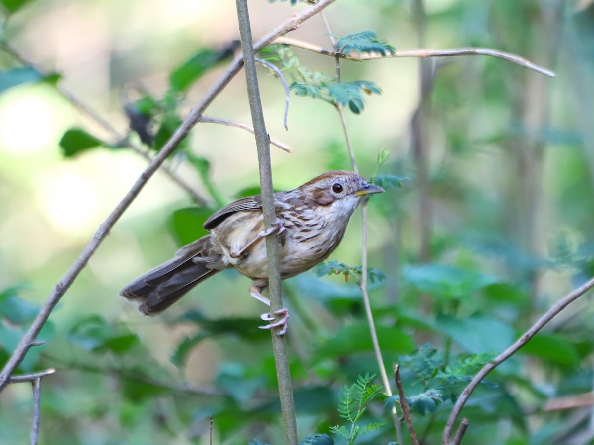 Puff-throated Babbler - Muzaffar A Kichloo