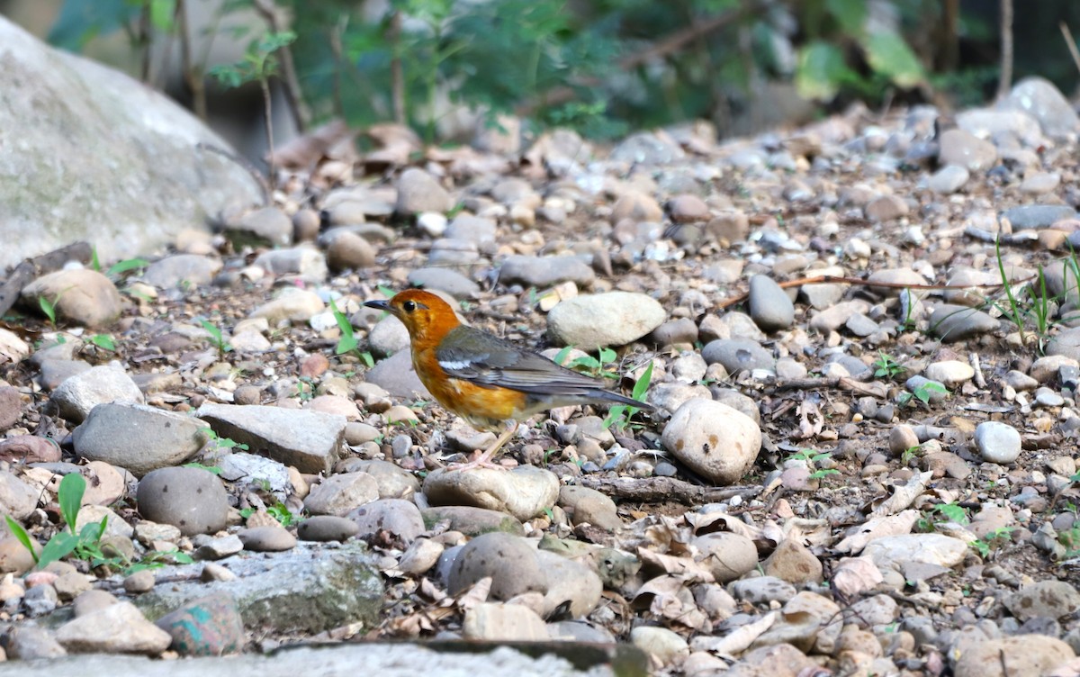 Orange-headed Thrush - Muzaffar A Kichloo