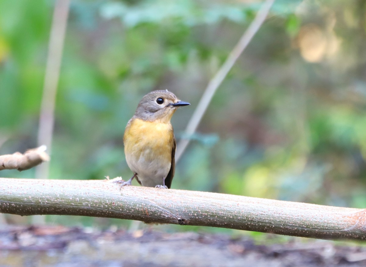 Blue-throated Flycatcher - ML580967811