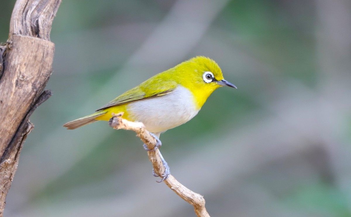 Indian White-eye - Muzaffar A Kichloo