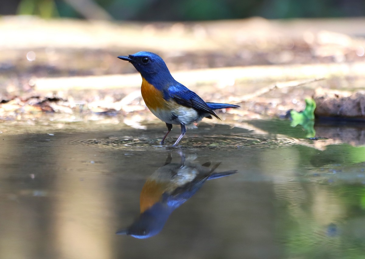 Blue-throated Flycatcher - Muzaffar A Kichloo