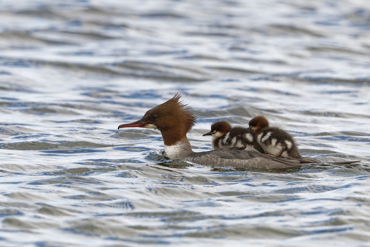 Common Merganser - ML580968051