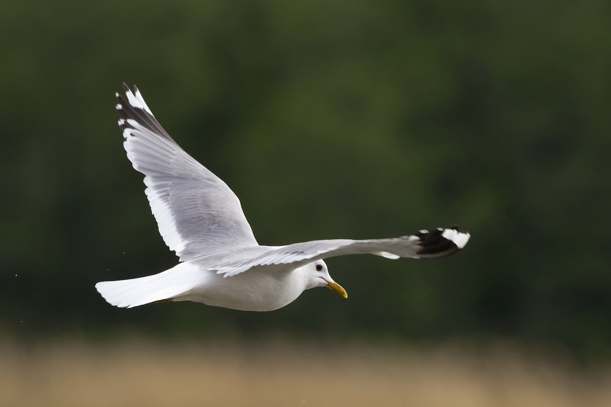 Common Gull - ML580968151