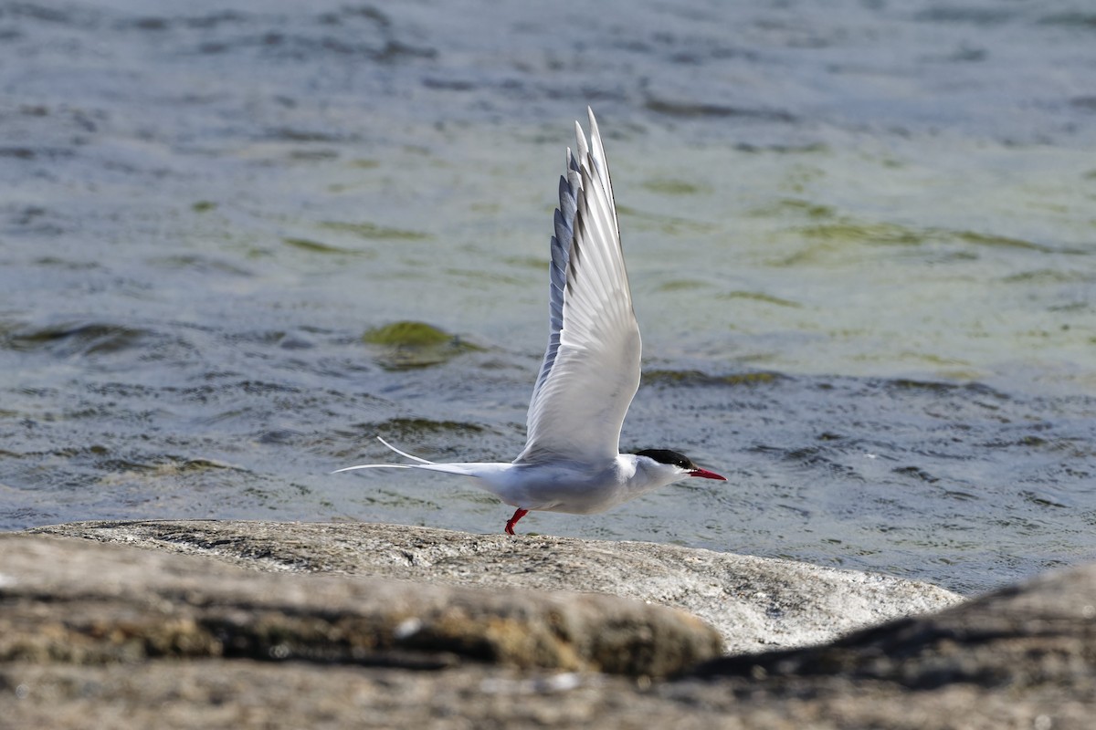 Common Tern - ML580968181