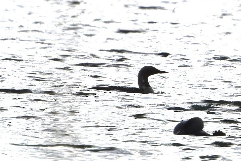 Arctic Loon - Florent De Vathaire