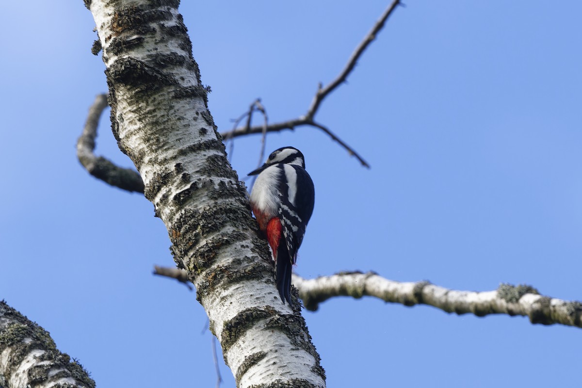 Great Spotted Woodpecker - ML580968291