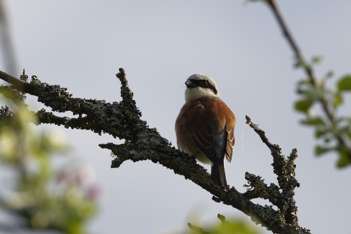 Red-backed Shrike - ML580968301