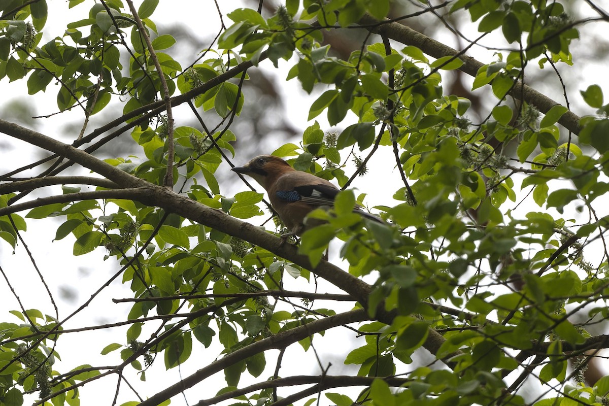 Eurasian Jay - Florent De Vathaire