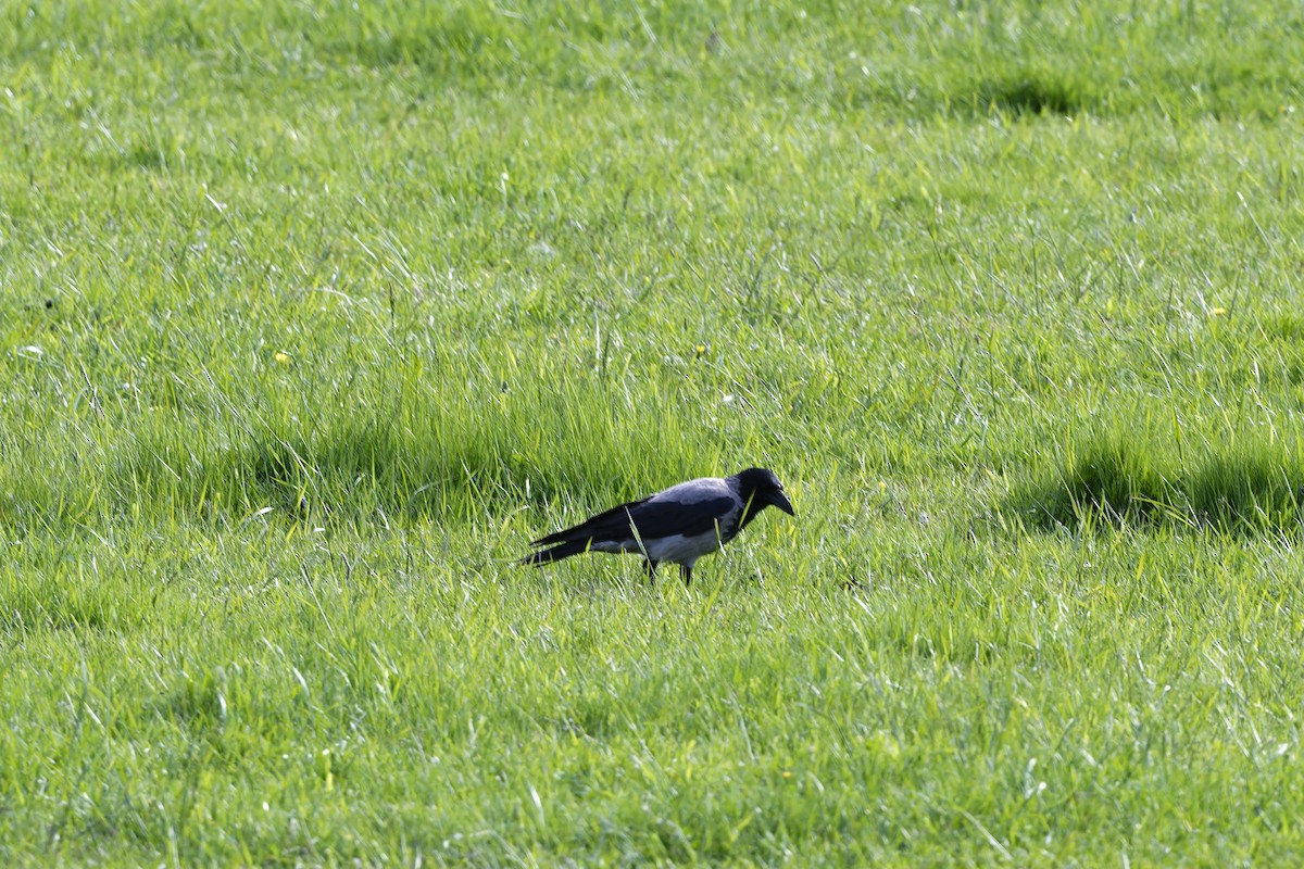 Hooded Crow - ML580968371