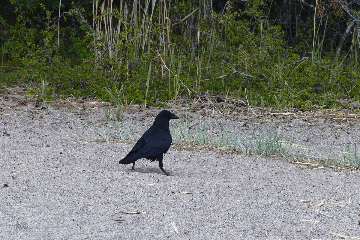 Common Raven - ML580968401