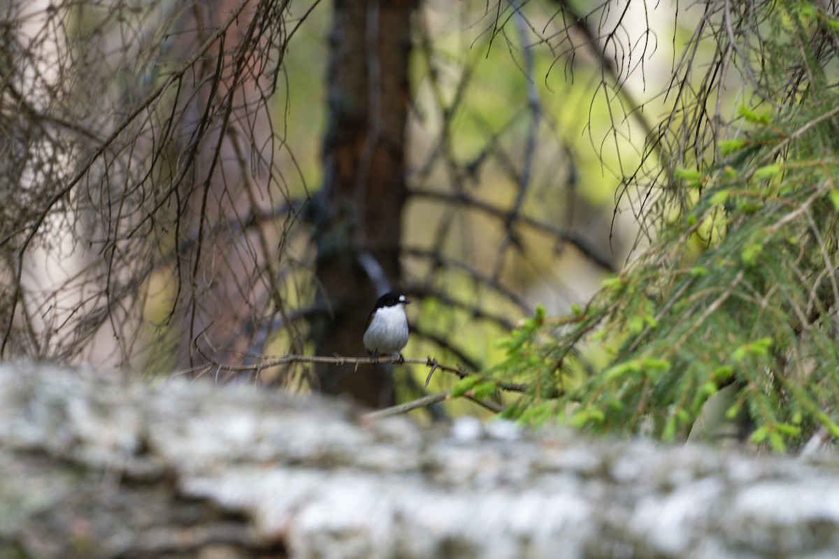 European Pied Flycatcher - ML580968501