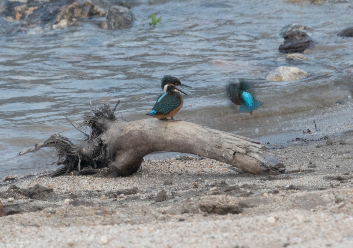 Common Kingfisher - ML580968831