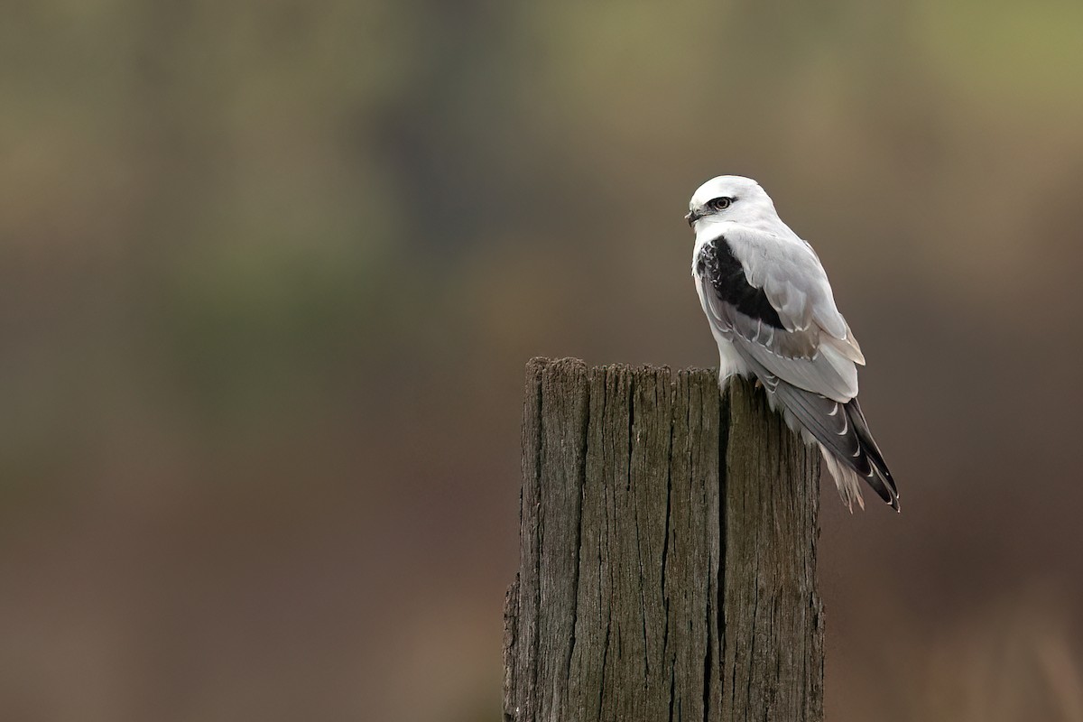 Black-shouldered Kite - David Irving