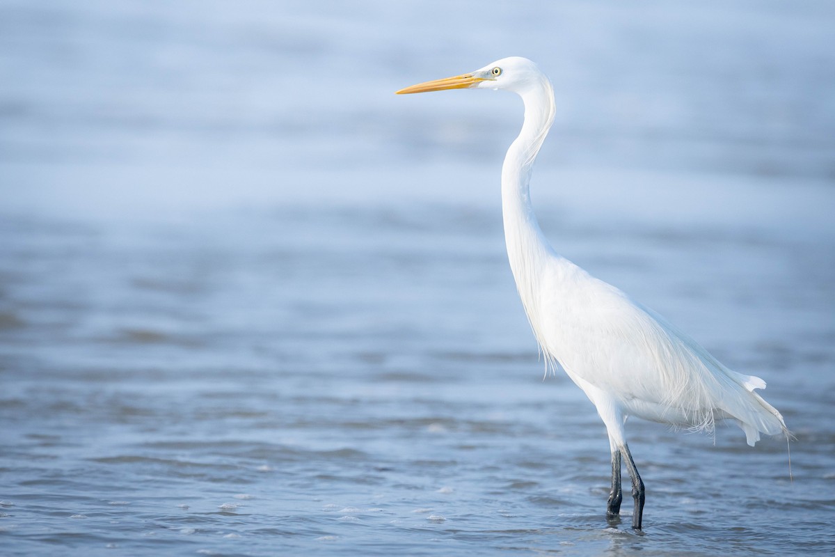 Желтоклювая цапля - ML580970281