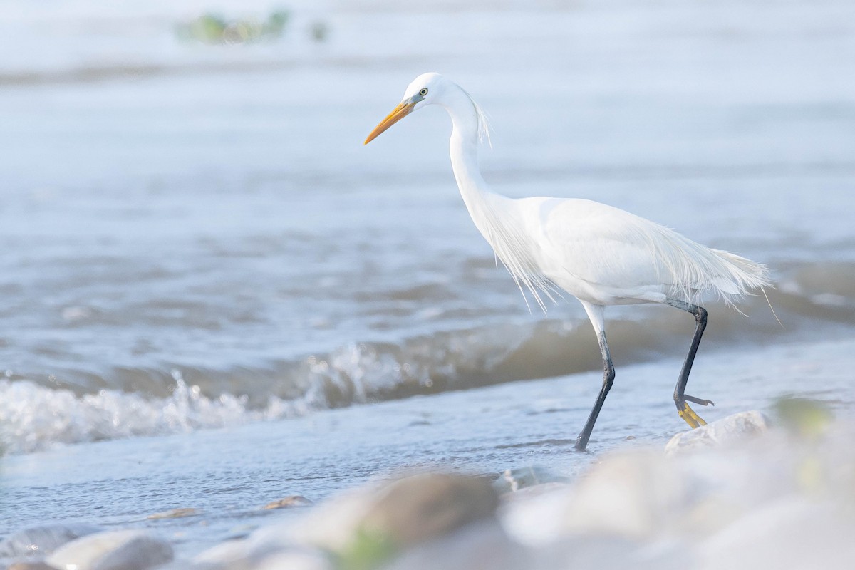 Chinese Egret - ML580970311