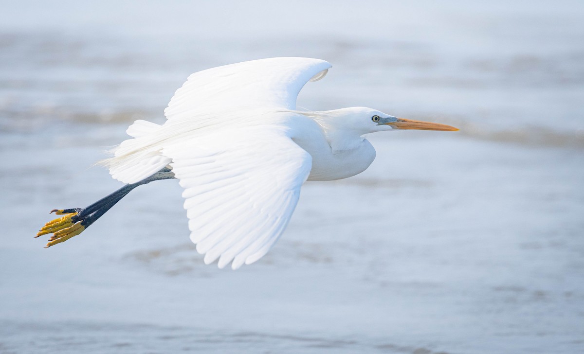 Chinese Egret - ML580970331