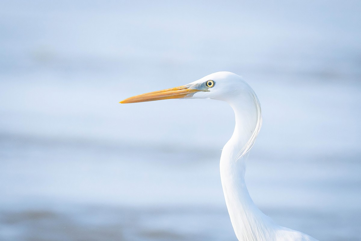 Chinese Egret - ML580970341