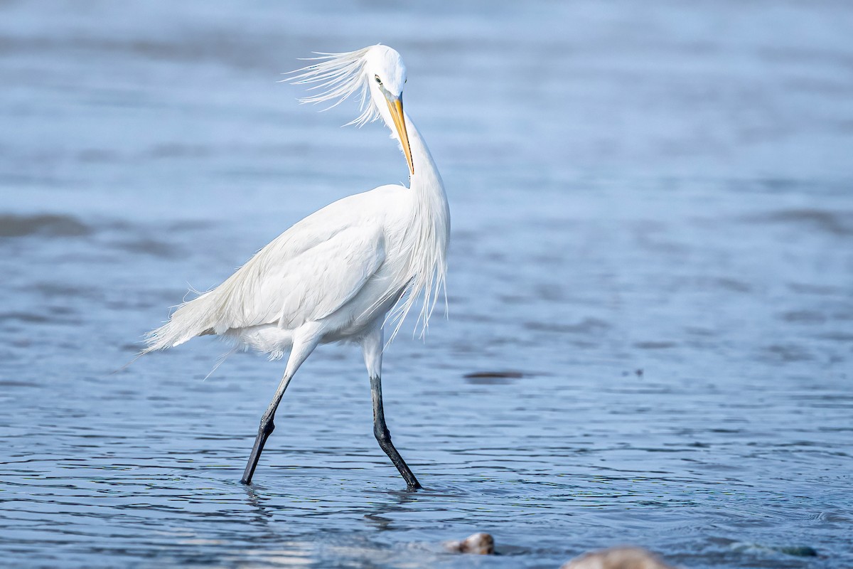 Chinese Egret - ML580970351