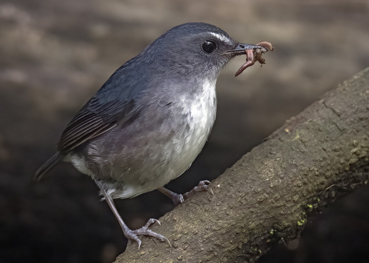 Lesser Shortwing - Amit Thakurta