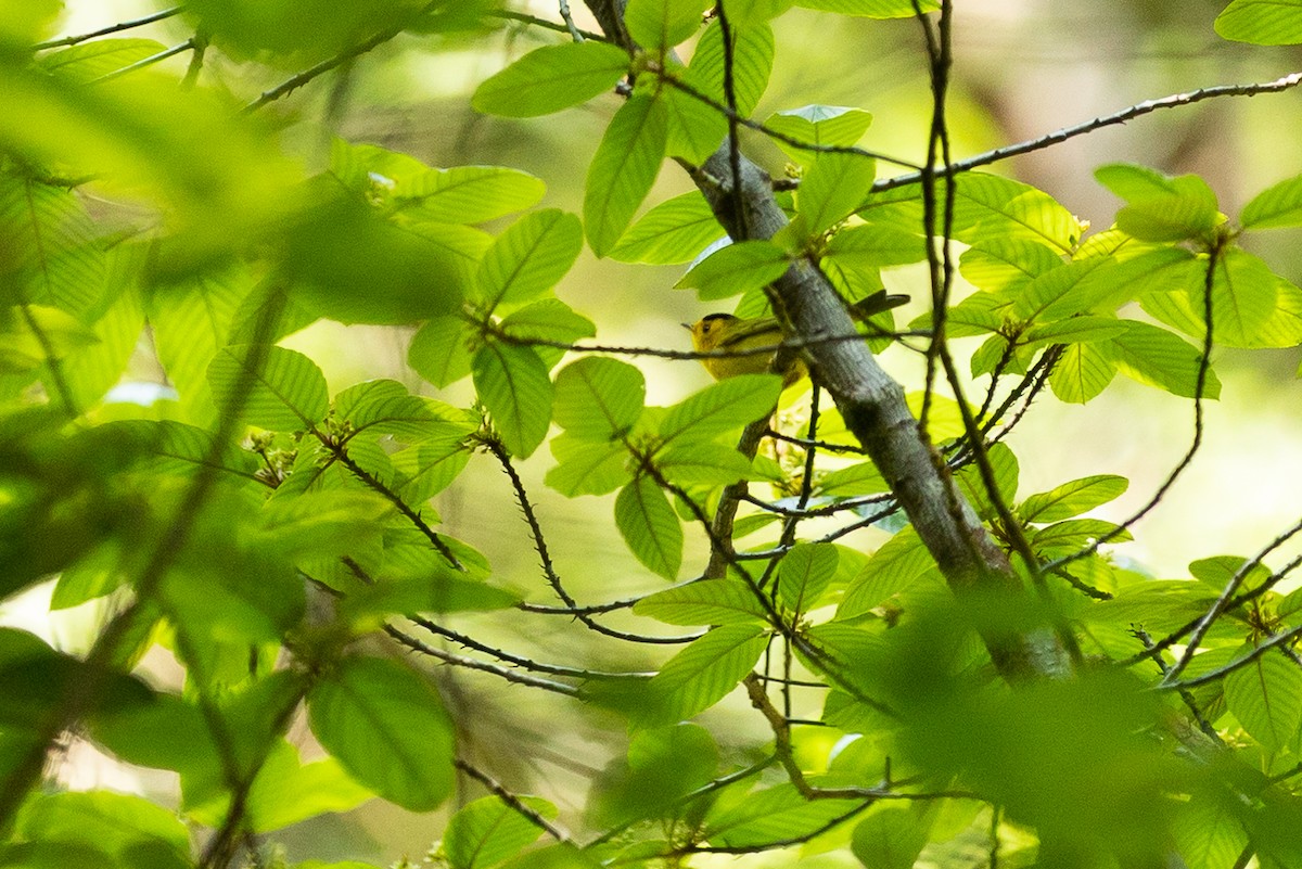 Wilson's Warbler - ML580972011