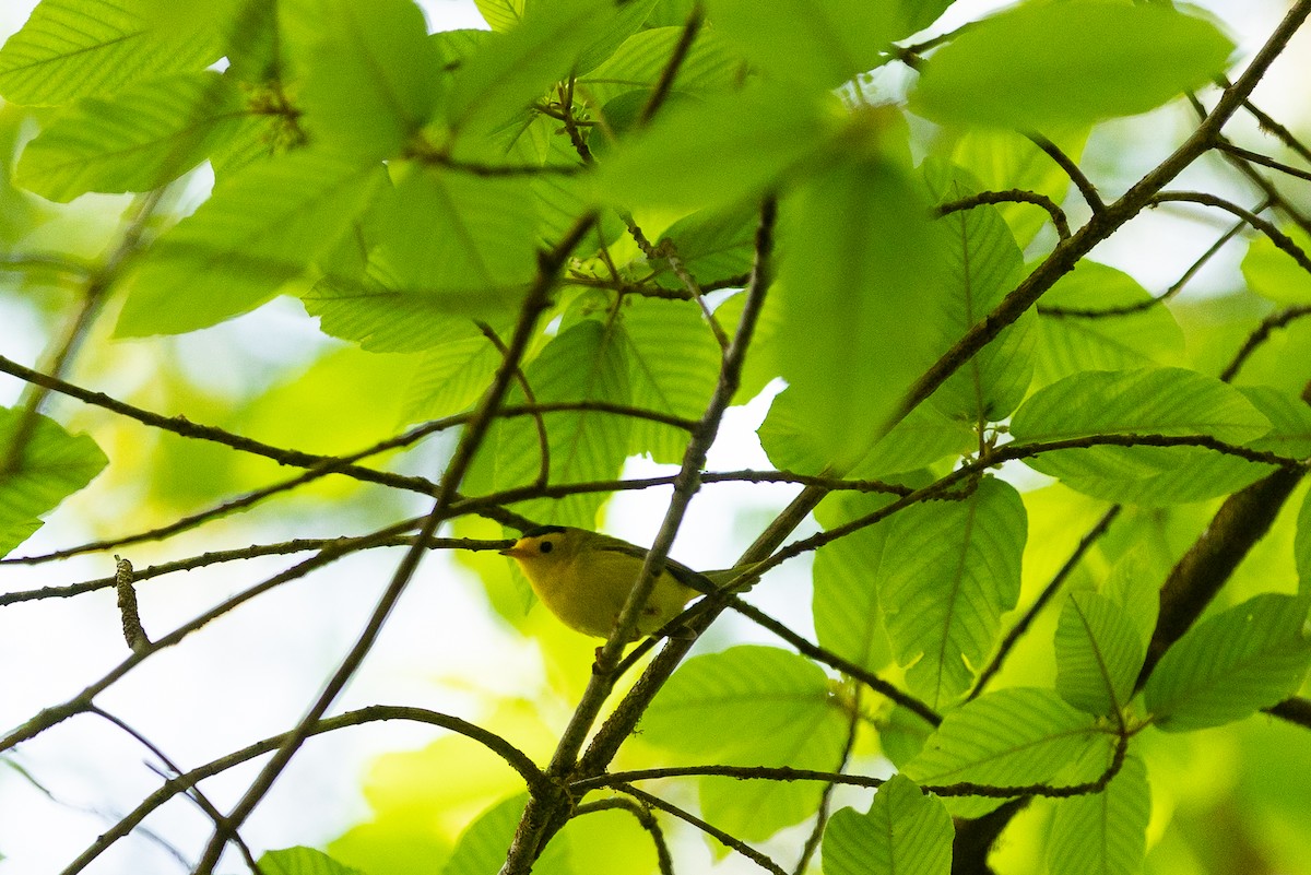 Wilson's Warbler - ML580972021